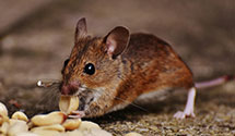 24 Hour & Emergency Exterminators in Watterson Park, KY
